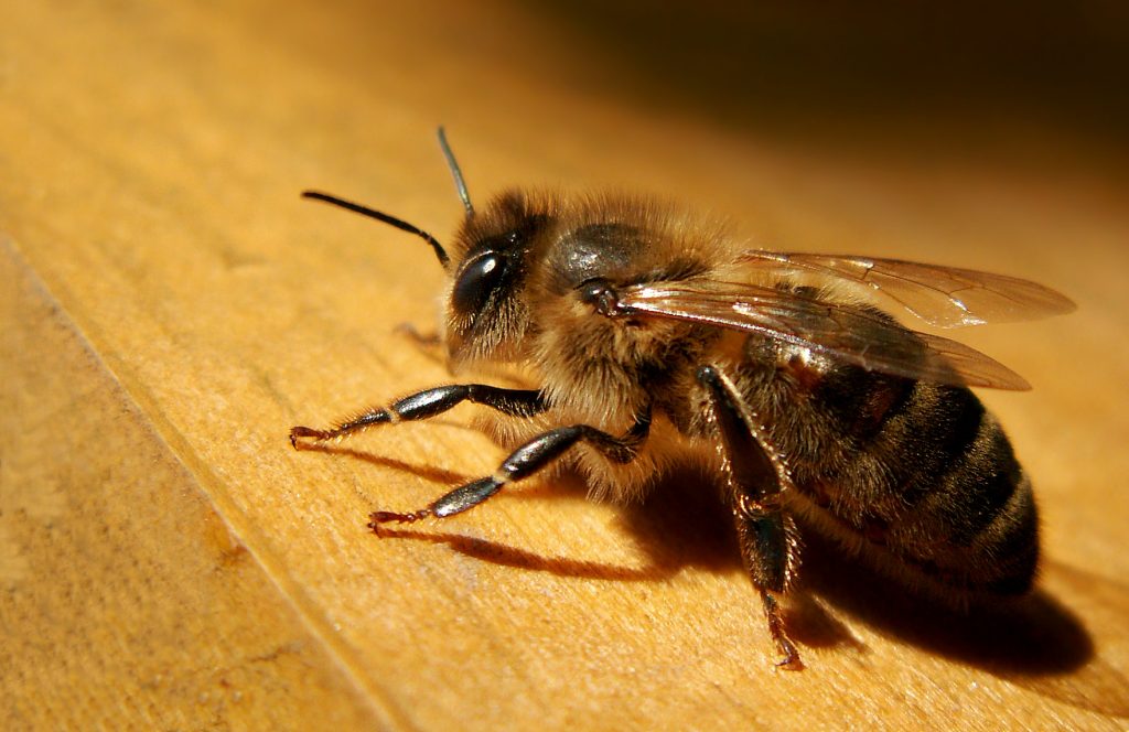 Quelle souche d'abeilles est la plus résistante ?